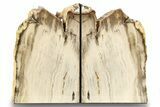 Tall Petrified Wood Bookends - Washington #258260-1